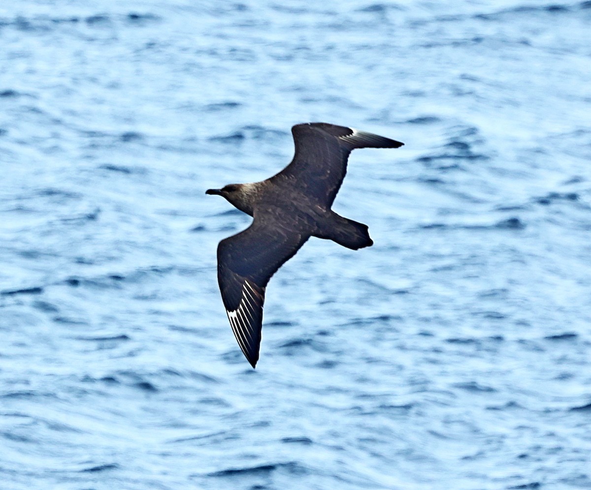 South Polar Skua - Maciej  Kotlarski