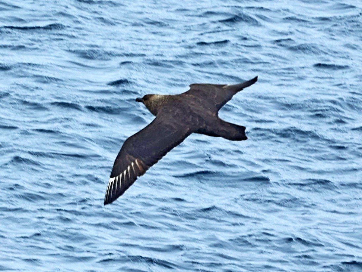 South Polar Skua - ML543014191