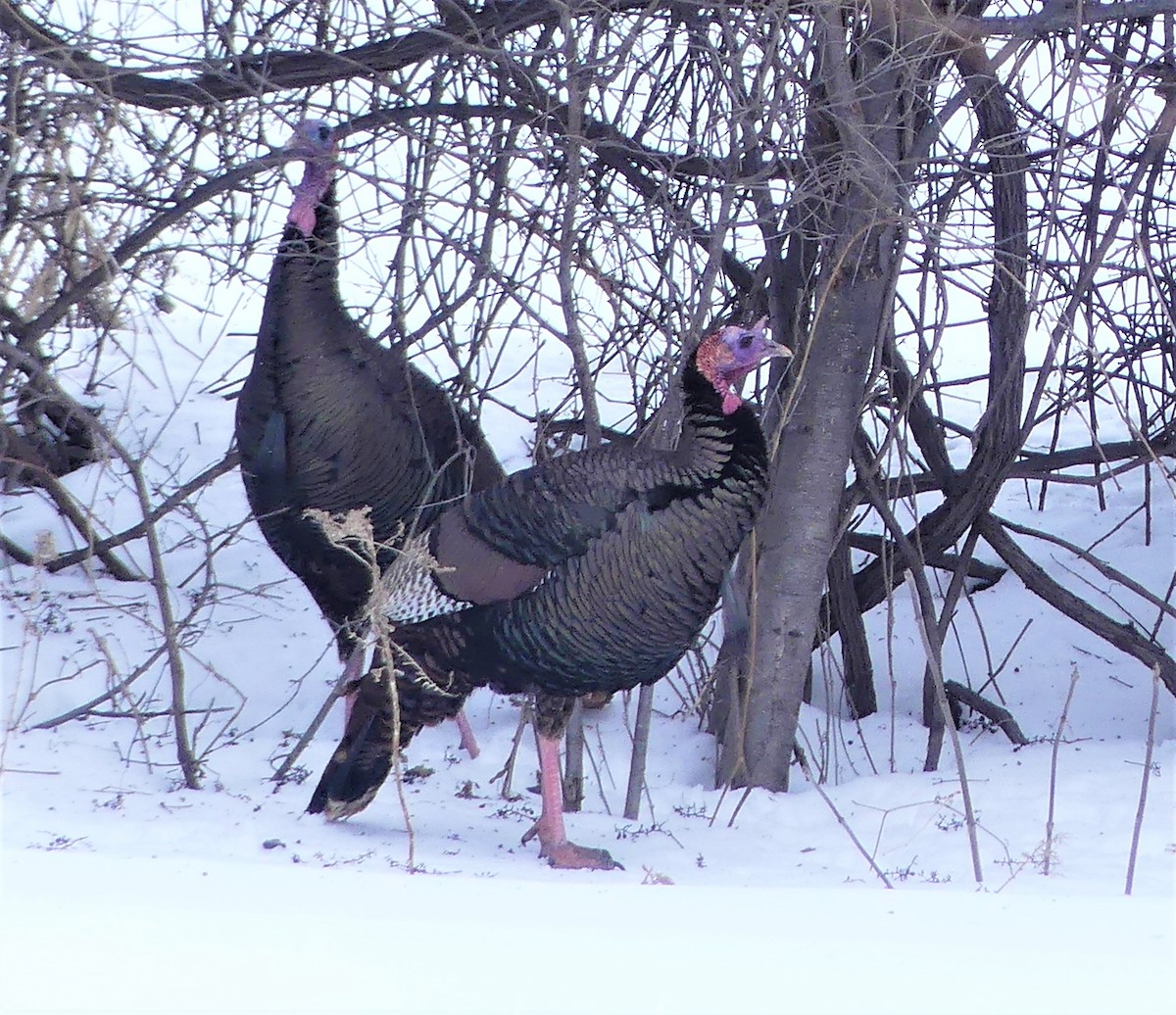 Wild Turkey - ML543014421