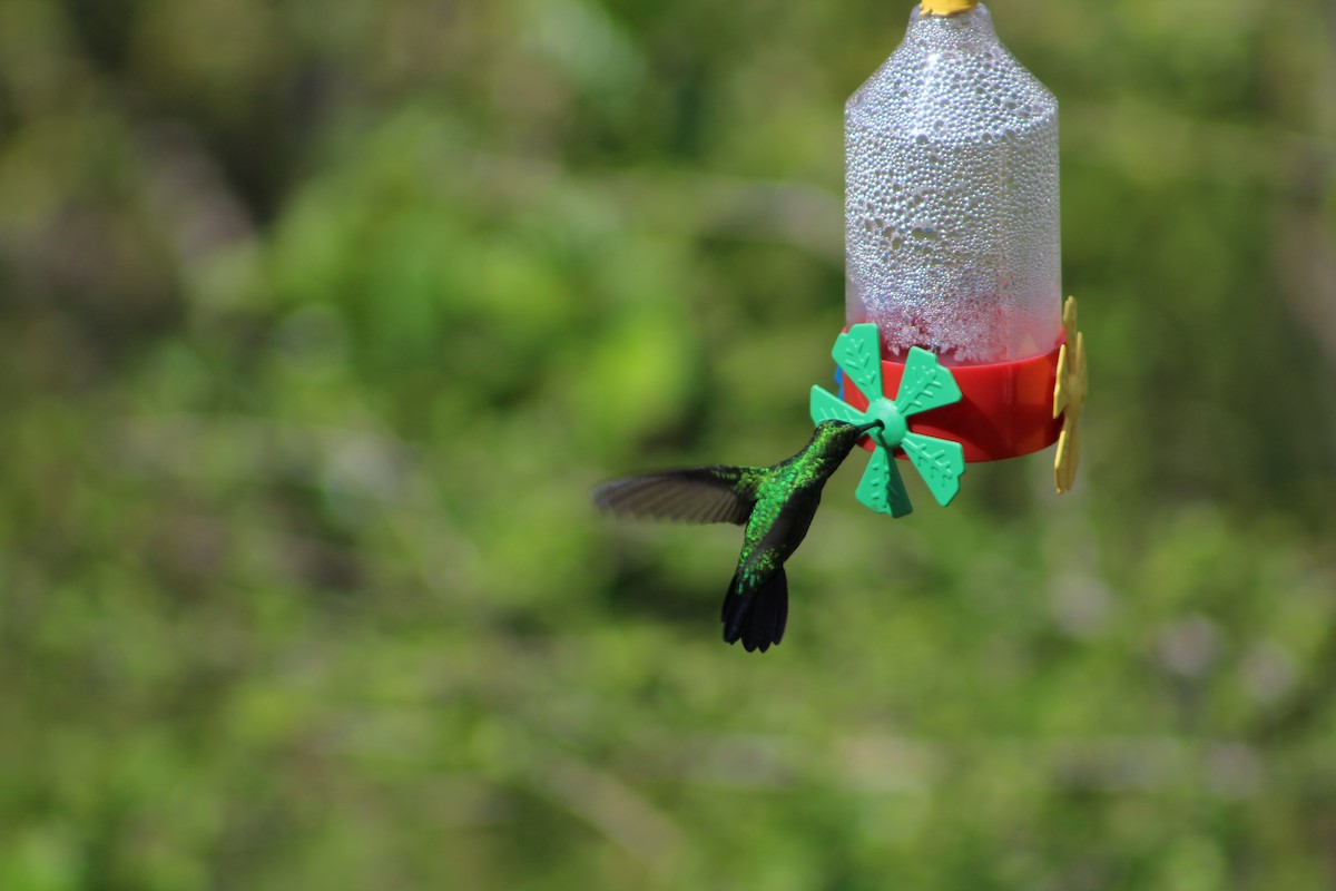 Blue-chinned Sapphire - Bárbara Cavalcante