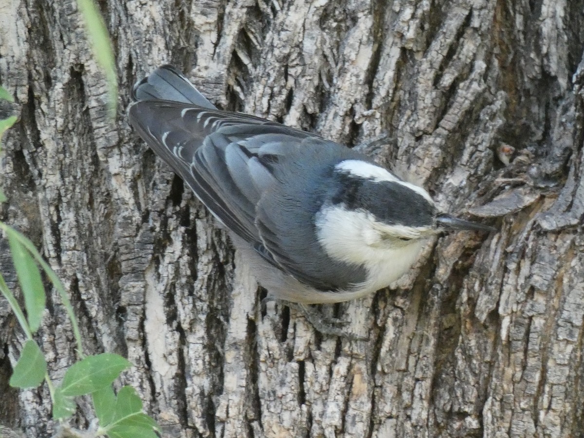 White-breasted Nuthatch - ML543016071