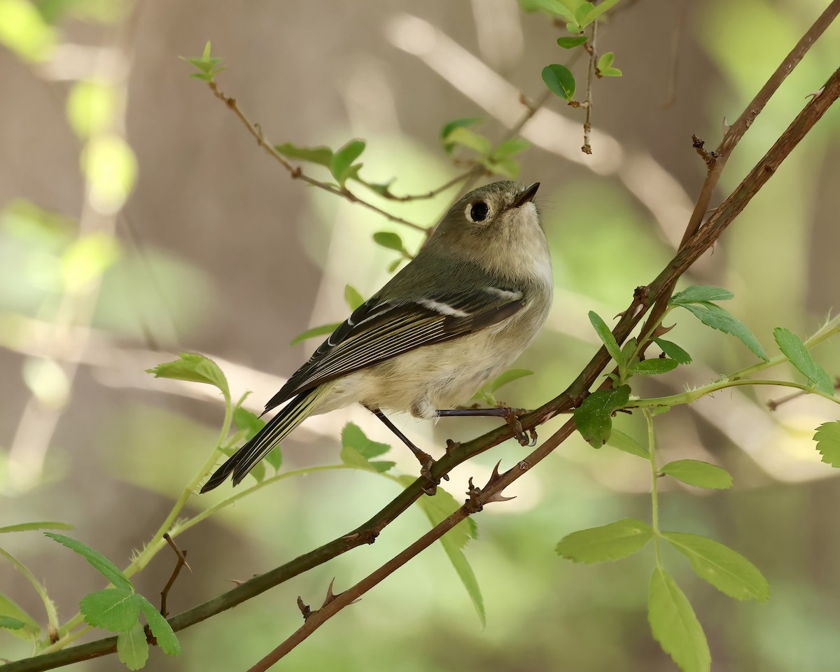 Ruby-crowned Kinglet - ML543017021