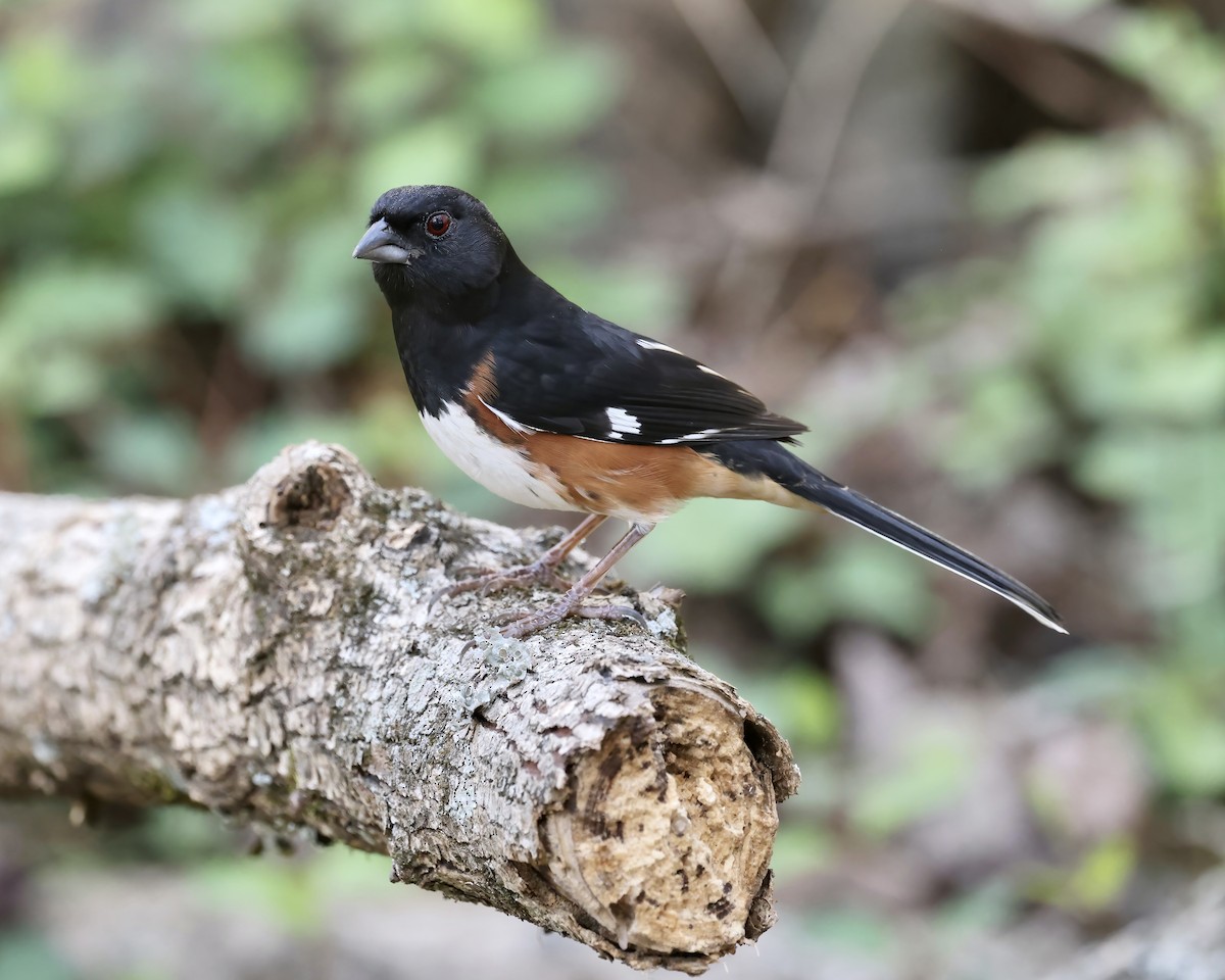 Eastern Towhee - ML543017061