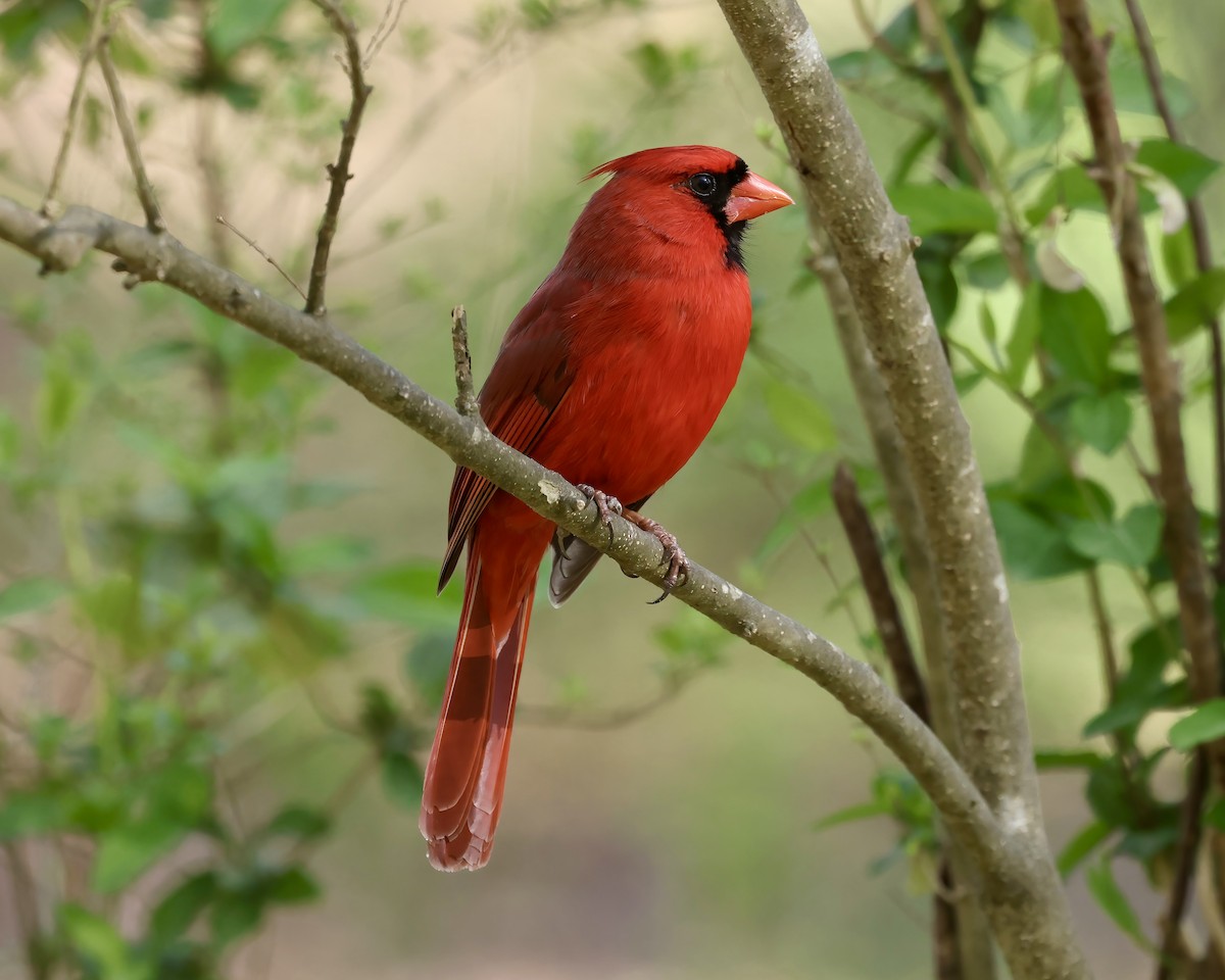 Northern Cardinal - ML543017231