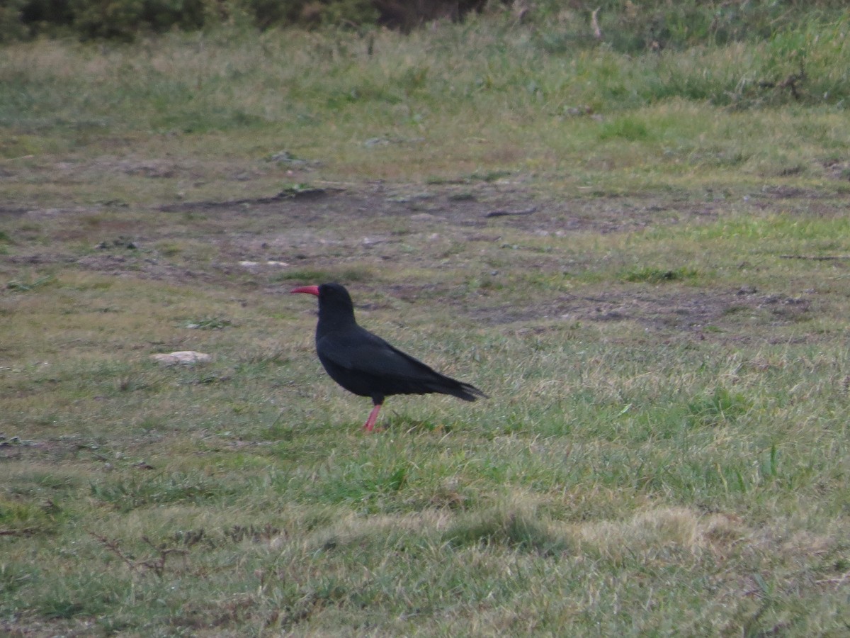 Belatxinga mokogorria - ML543018771