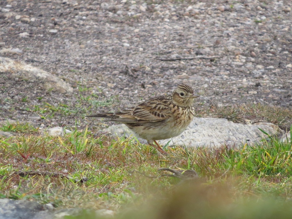 Hegatxabal arrunta - ML543018851