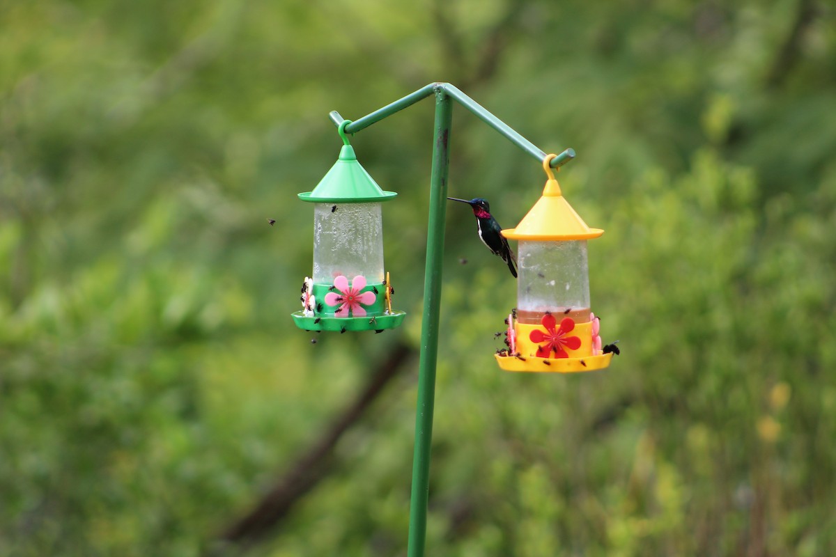 Colibrí Escamoso - ML54301891