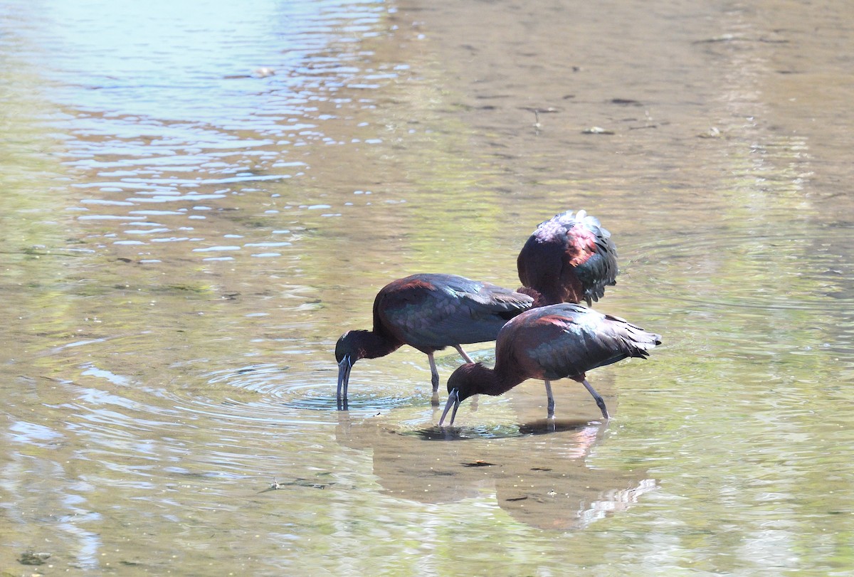 Glossy Ibis - Paul  van Pelt