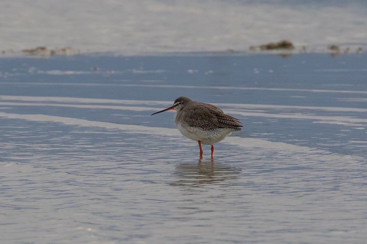 Spotted Redshank - Dorna Mojab