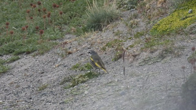 White-bridled Finch (Fuegian) - ML543021091