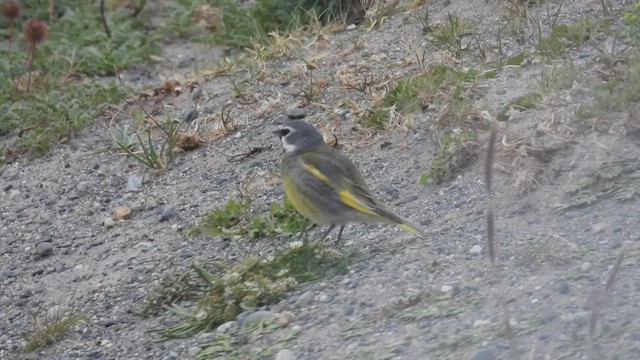 White-bridled Finch (Fuegian) - ML543021141