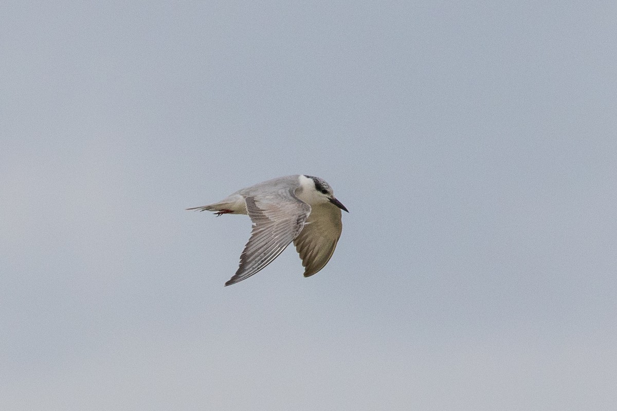 Whiskered Tern - Dorna Mojab