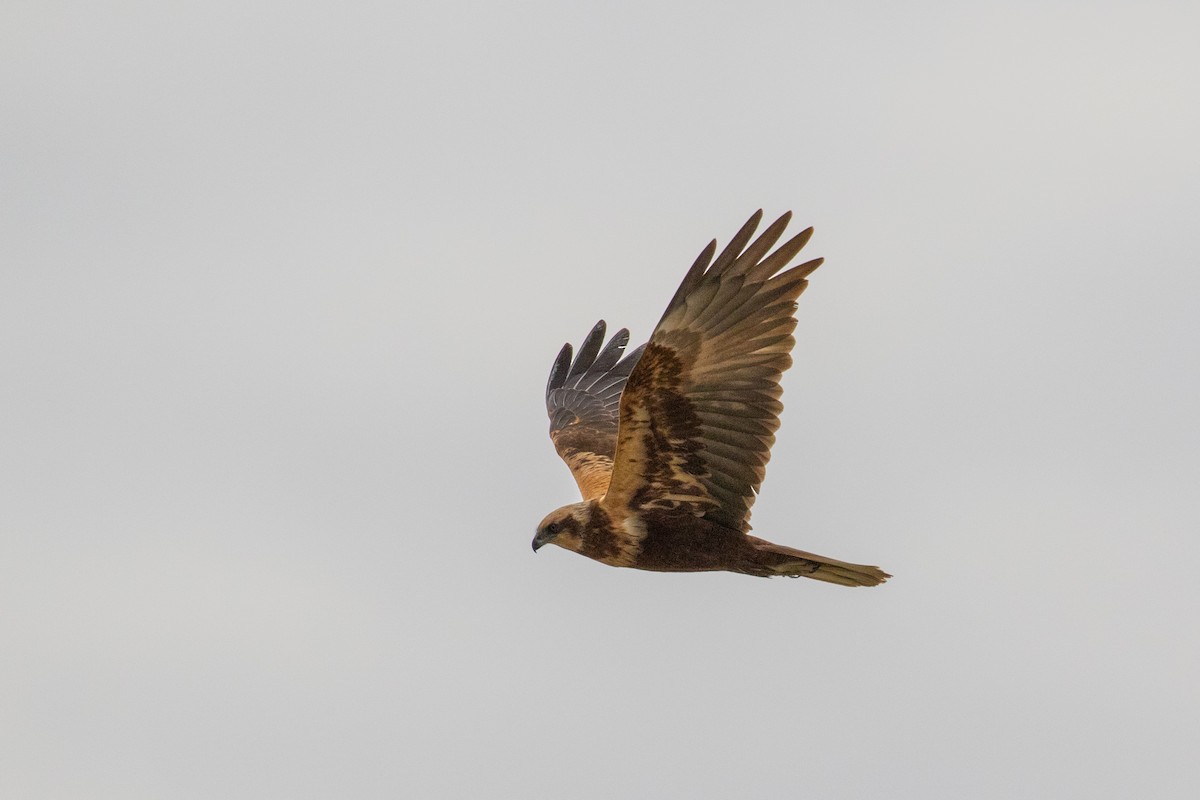 Western Marsh Harrier - Dorna Mojab