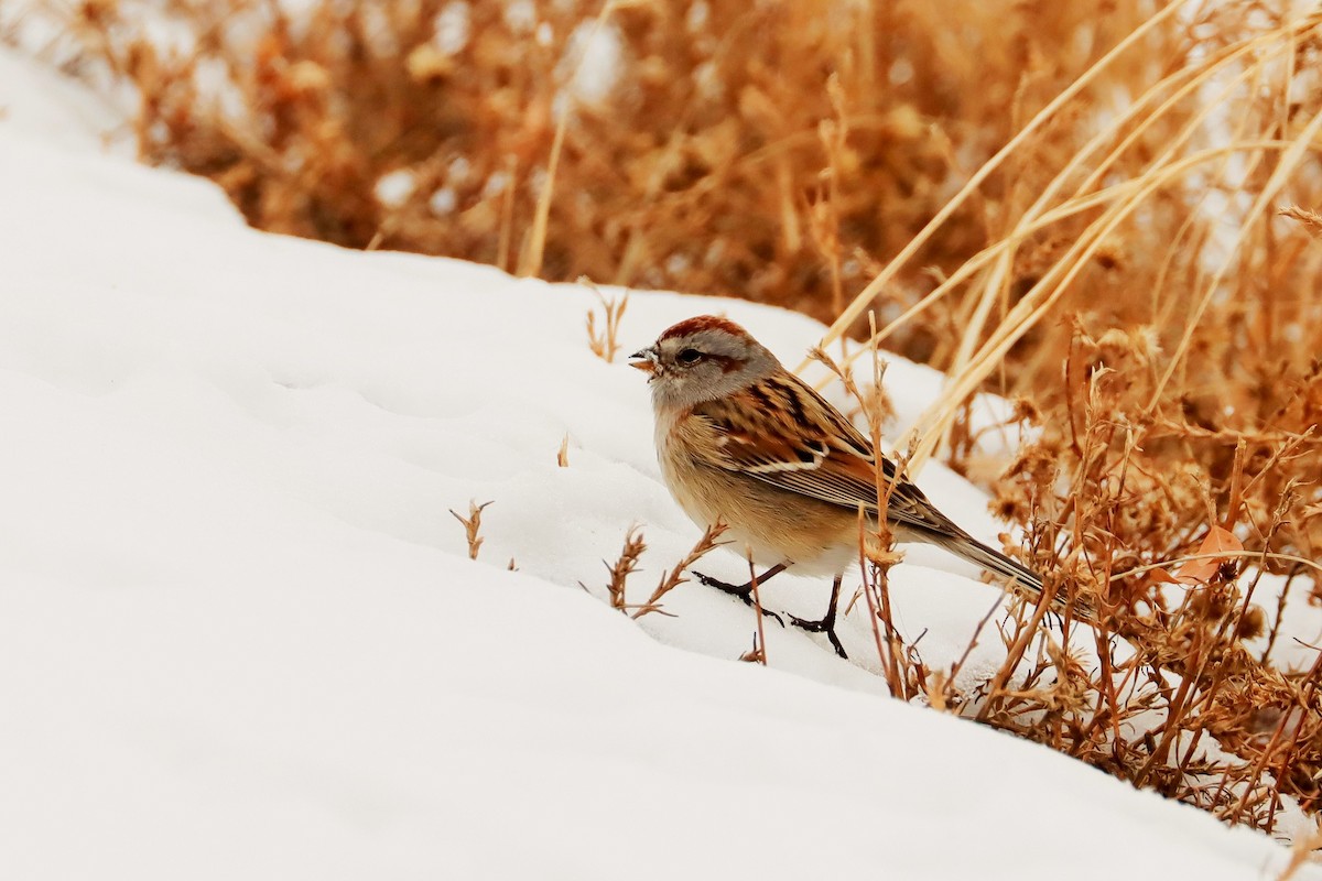 American Tree Sparrow - ML543021801