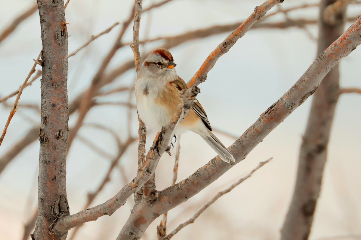 American Tree Sparrow - ML543021811
