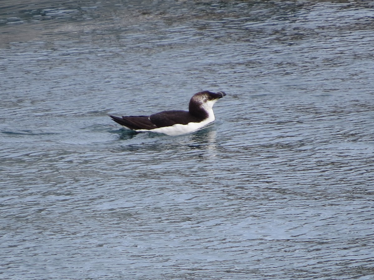 Razorbill - ML543022091
