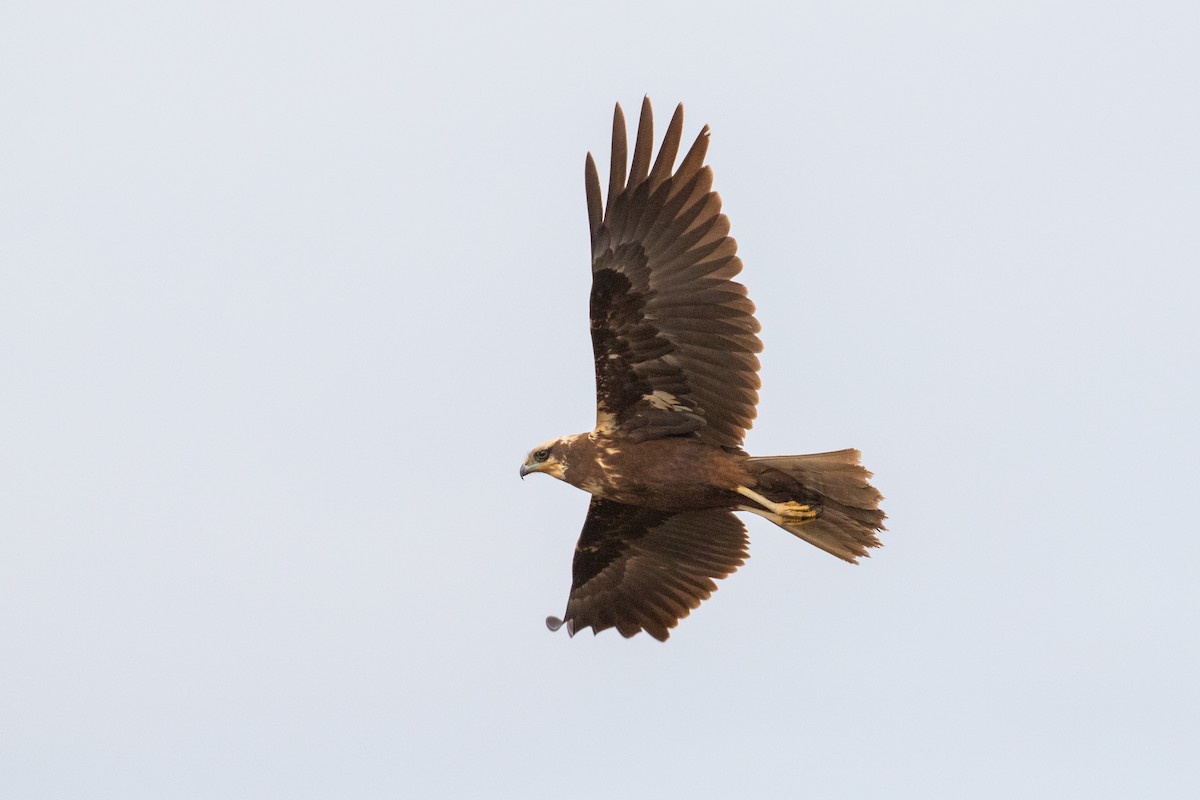 Western Marsh Harrier - Dorna Mojab