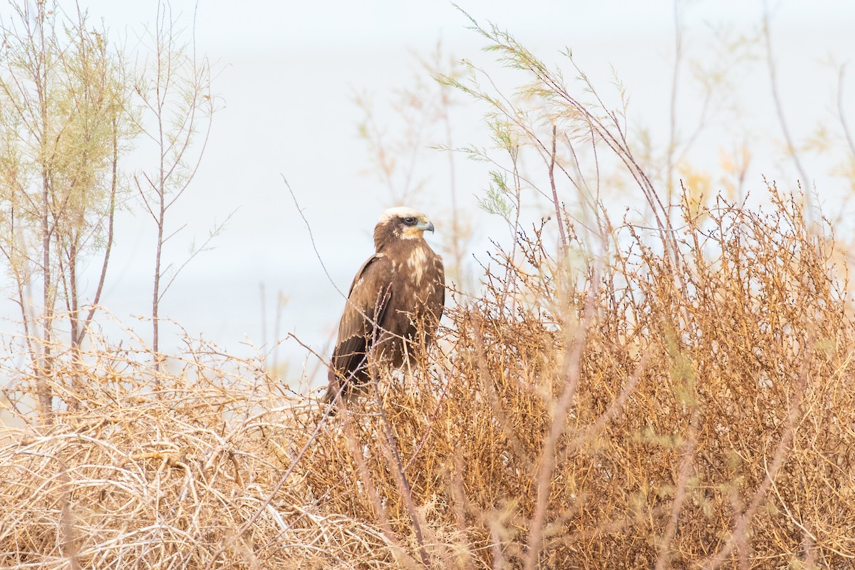 Western Marsh Harrier - ML543022211