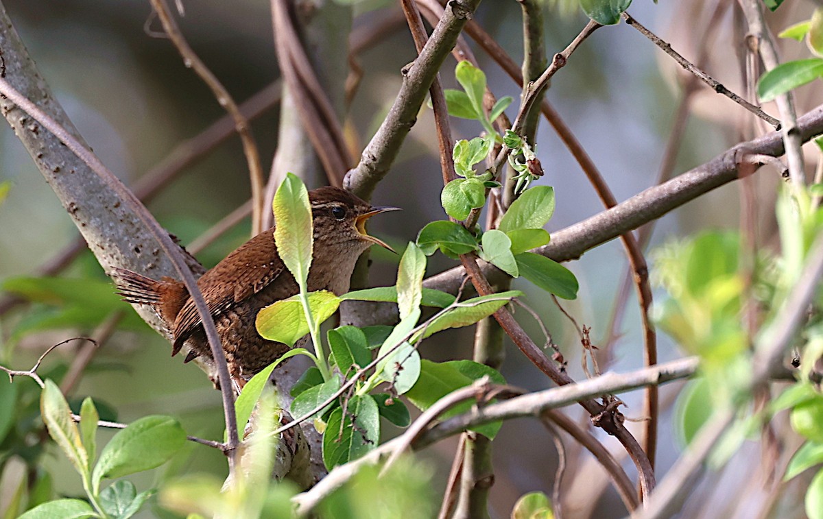 Eurasian Wren - ML543022461