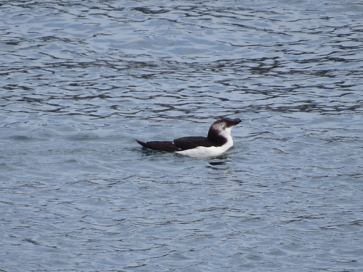 Razorbill - ML543022591