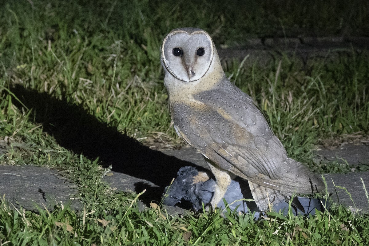 Barn Owl - Ronith Urs