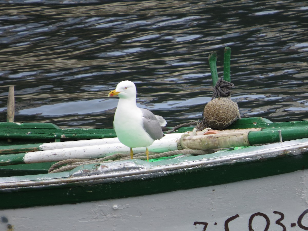 Yellow-legged Gull - ML543022671