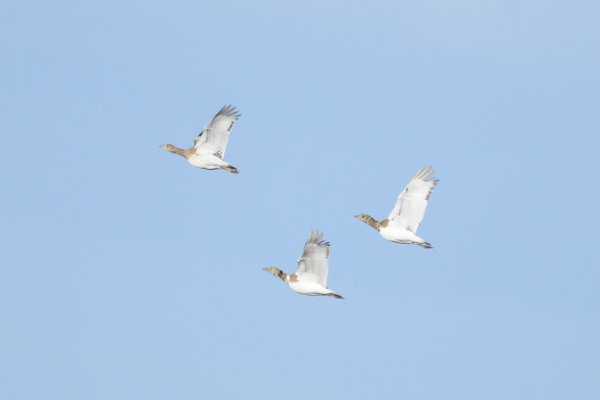 Little Bustard - ML543023391