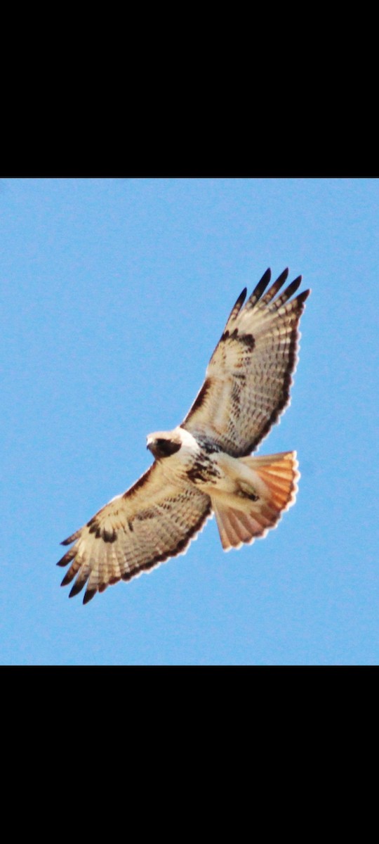 Red-tailed Hawk - ML543023421