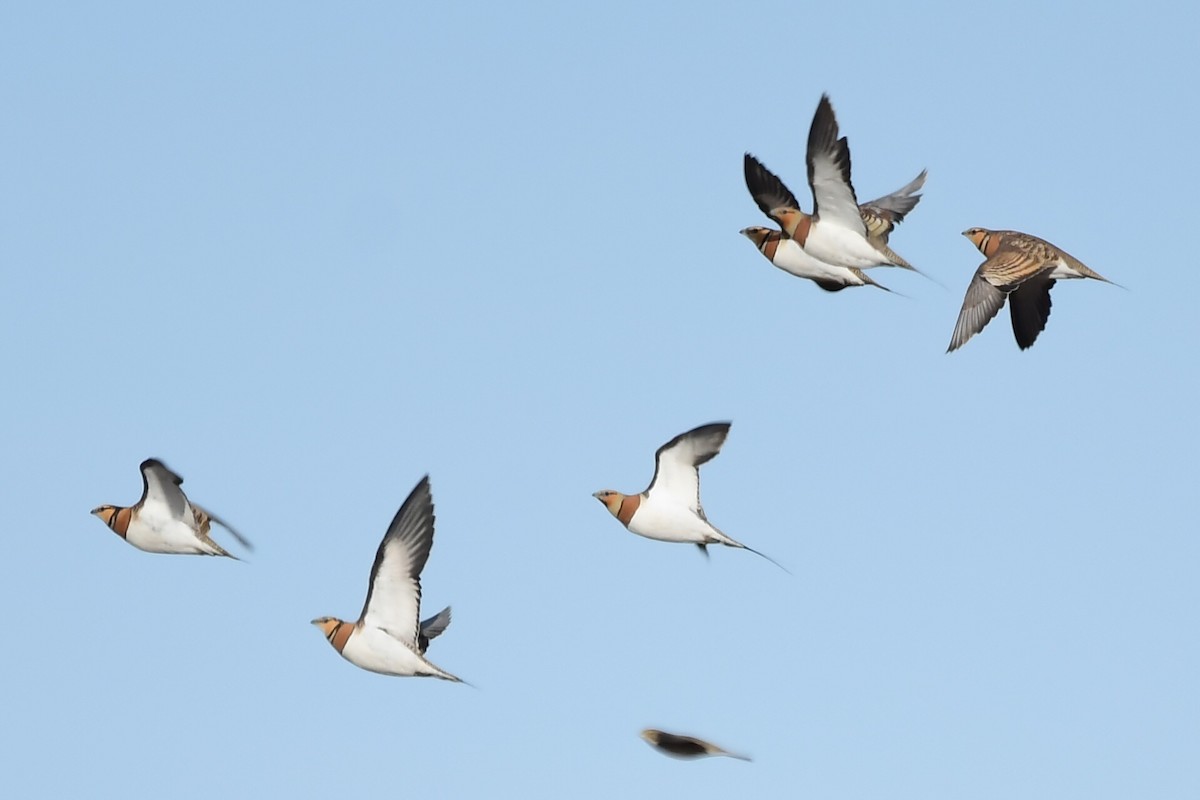 Pin-tailed Sandgrouse - ML543023441