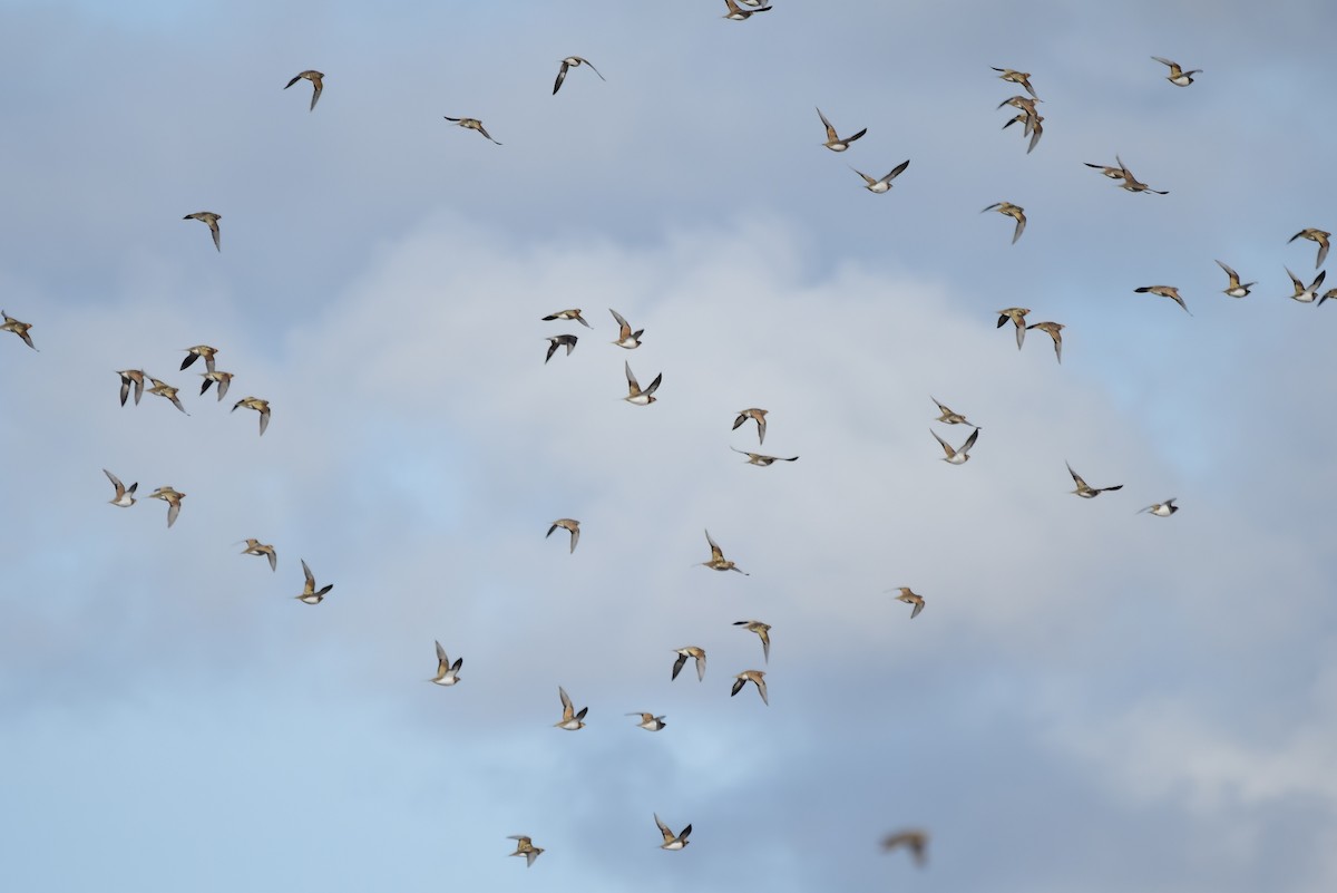 Pin-tailed Sandgrouse - ML543023471