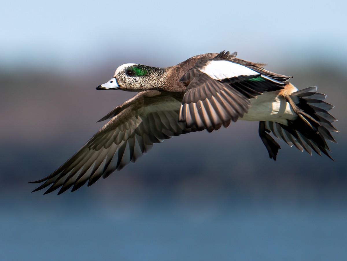 American Wigeon - ML543024621