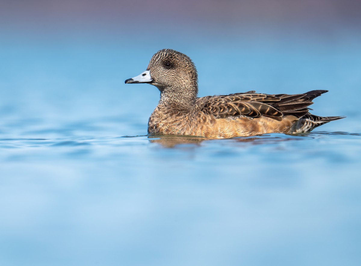 American Wigeon - Matthew Addicks