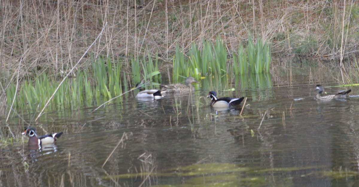 Wood Duck - ML54302551