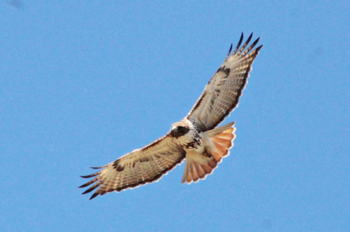 Red-tailed Hawk - ML543025571