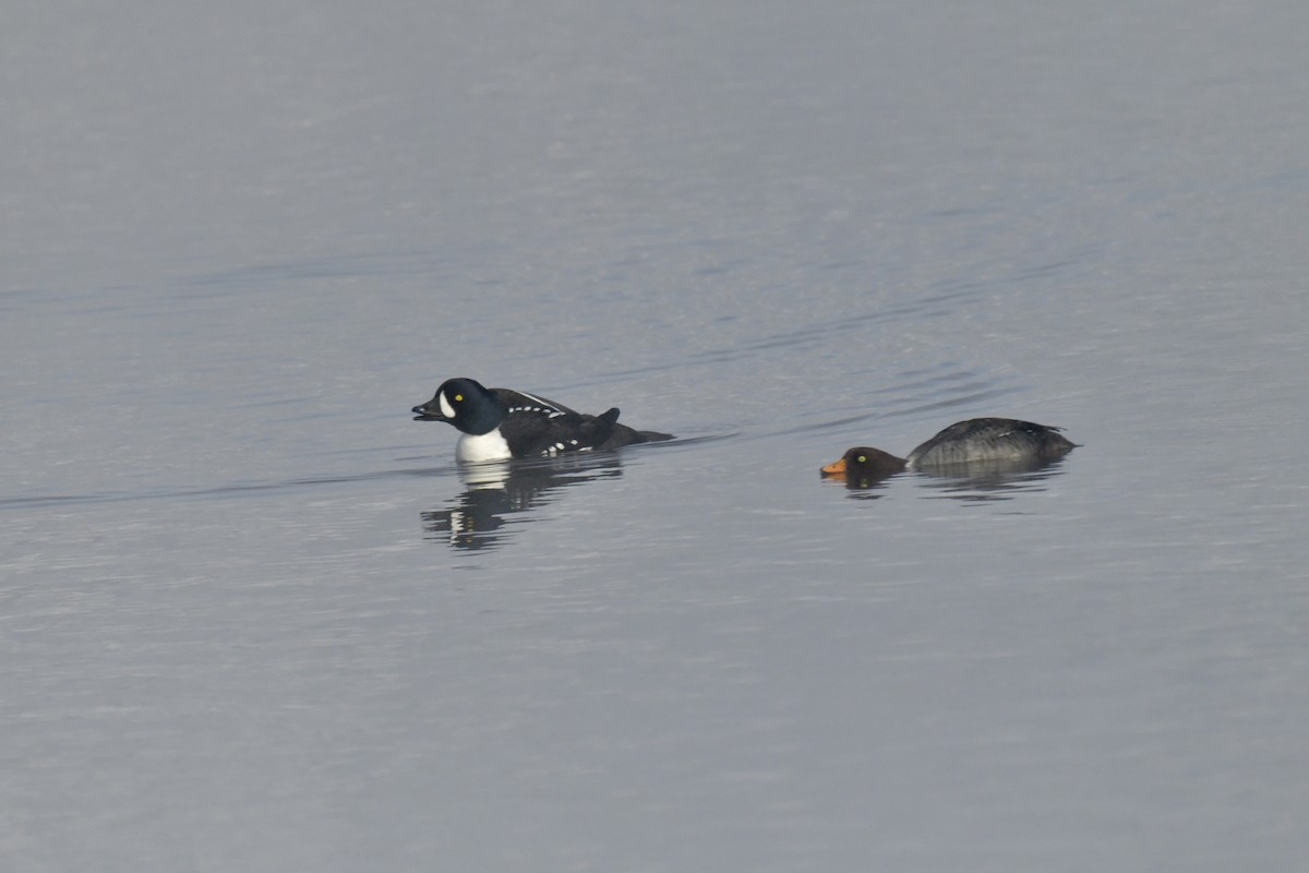 Barrow's Goldeneye - ML543026371