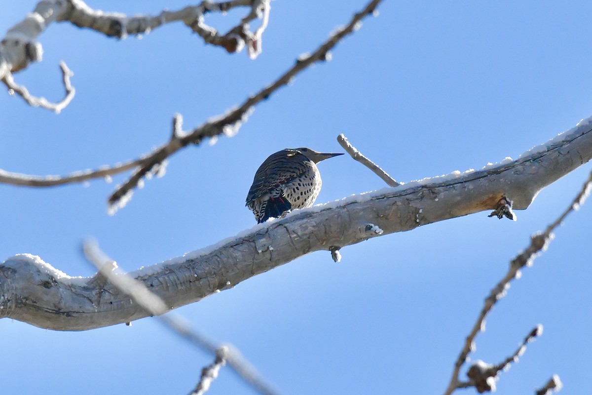 Northern Flicker - ML543027011