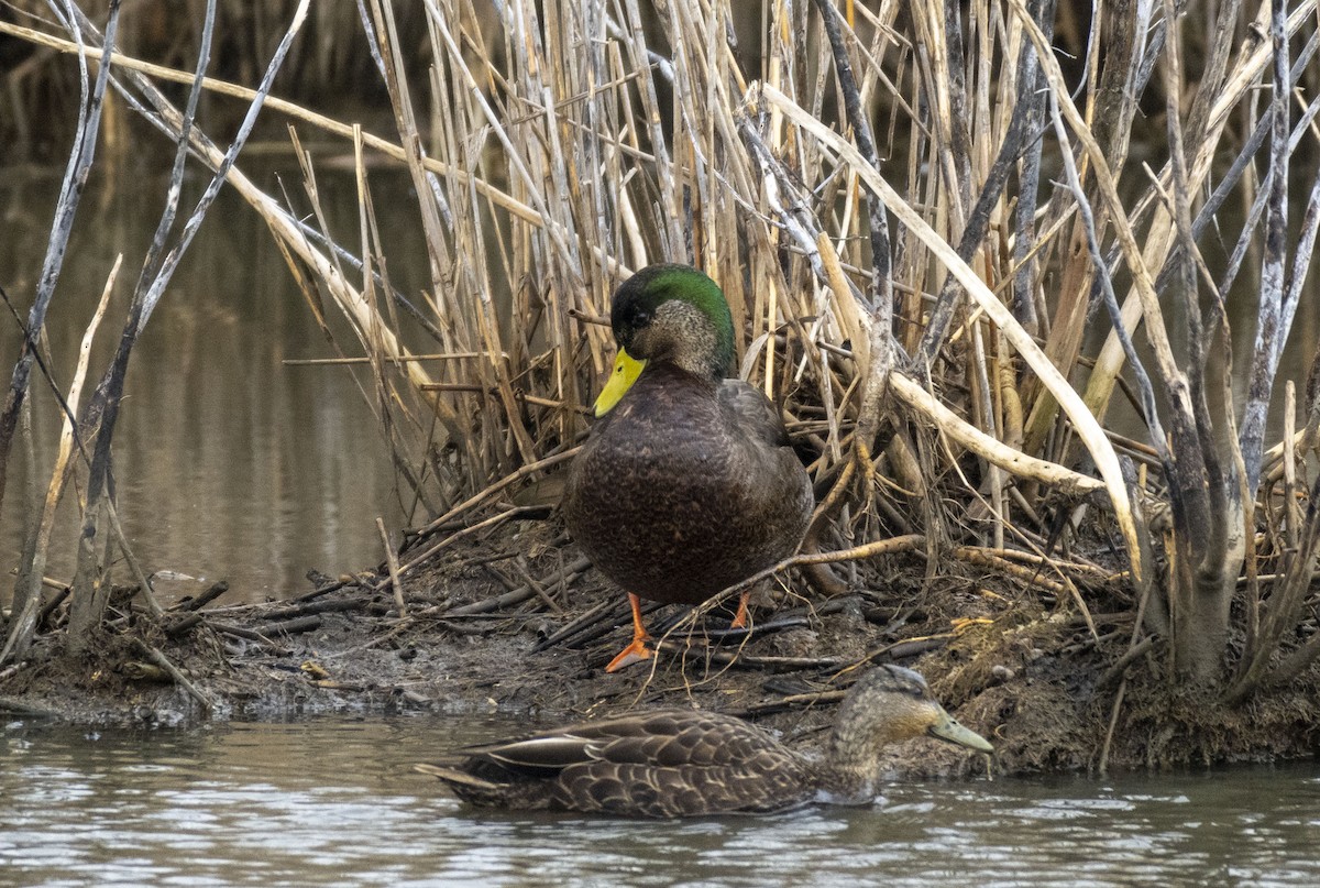 Mallard x American Black Duck (hybrid) - ML543027741