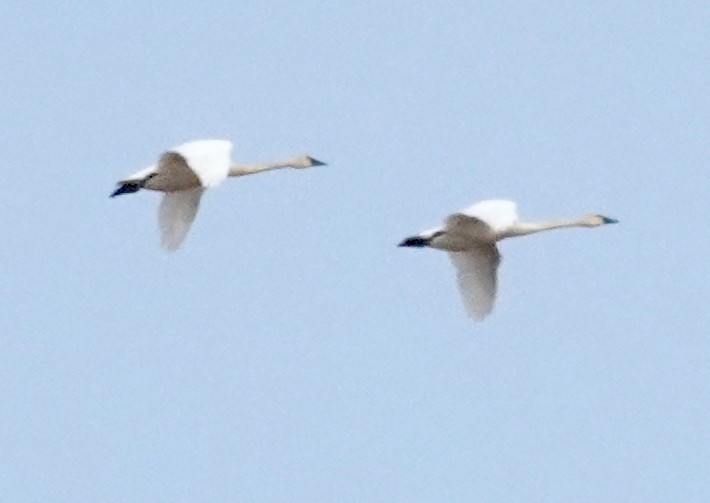 Tundra Swan - Thomas Jackman