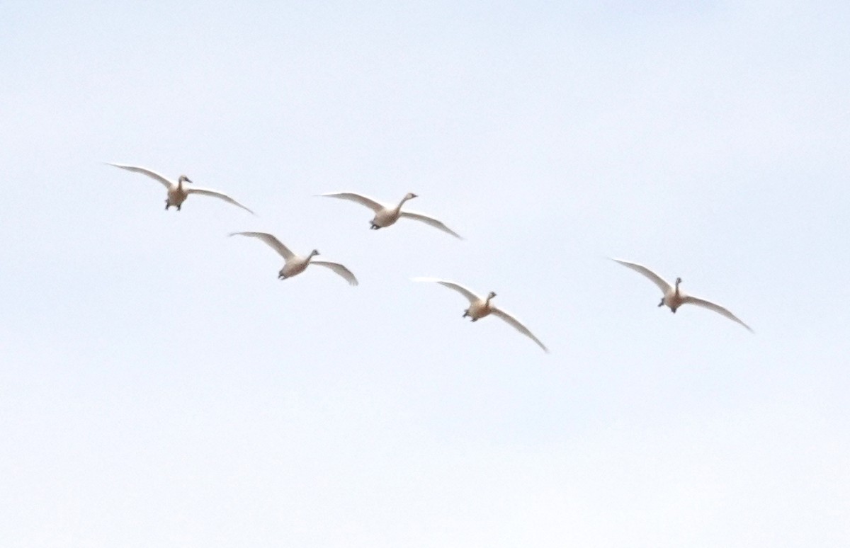 Tundra Swan - ML543028321