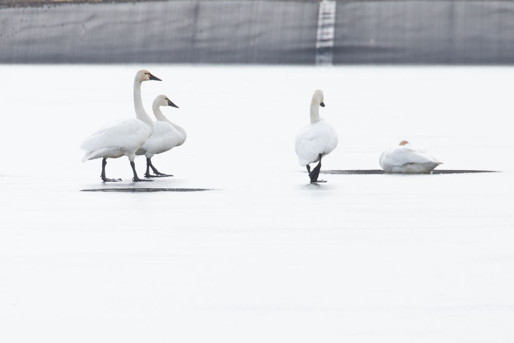 Cygne siffleur - ML543029121