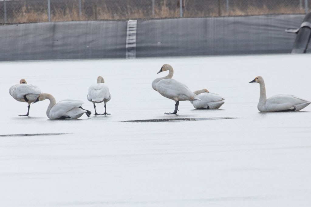 Tundra Swan - ML543029131