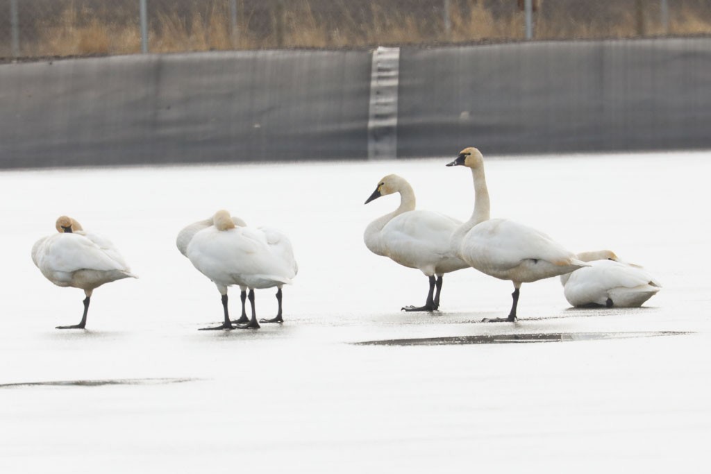 Tundra Swan - ML543029141