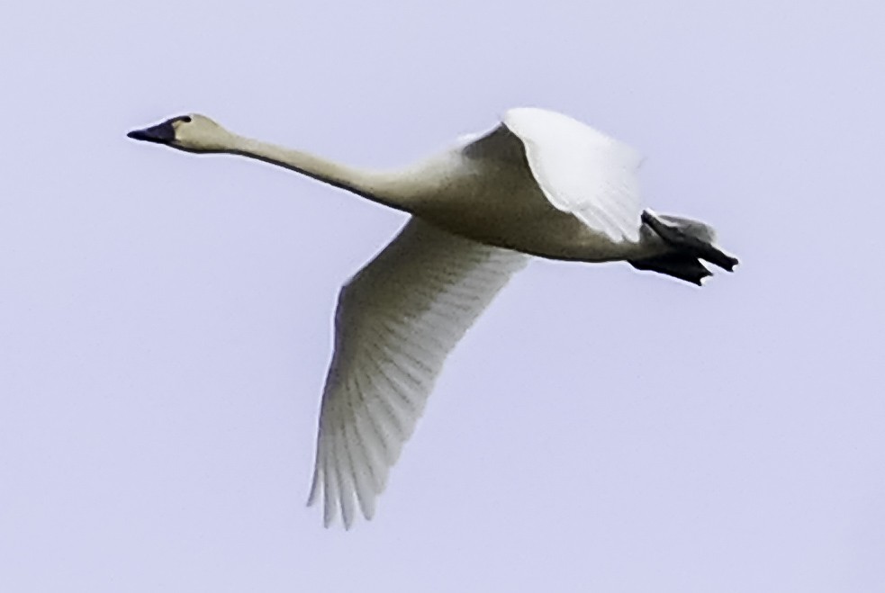 Cygne siffleur - ML543031091