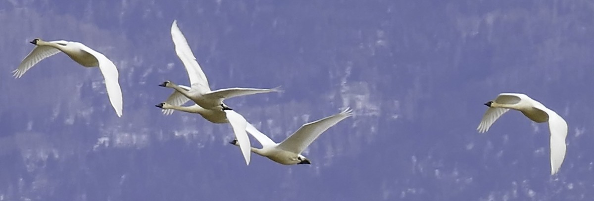 Tundra Swan - John Lay