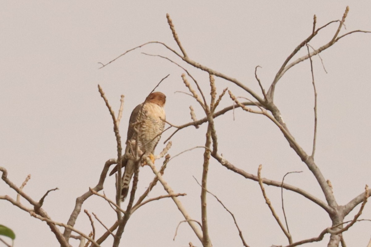 Red-necked Falcon - Jason Estep