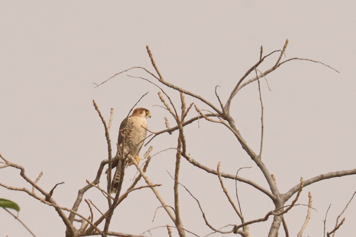 Alcotán Cuellirrojo - ML543031471