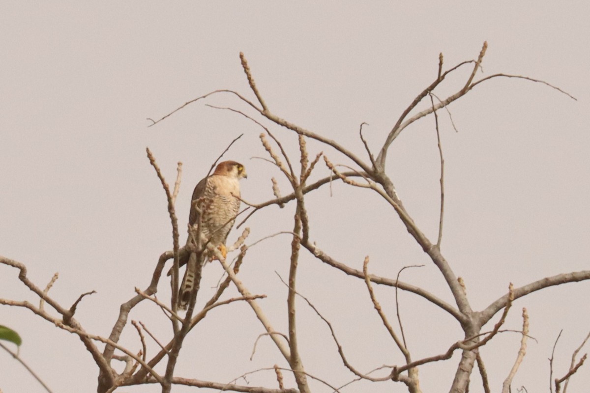 Alcotán Cuellirrojo - ML543031481