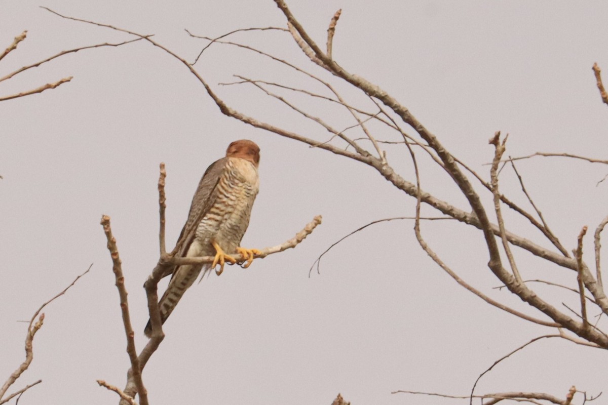 Alcotán Cuellirrojo - ML543031521