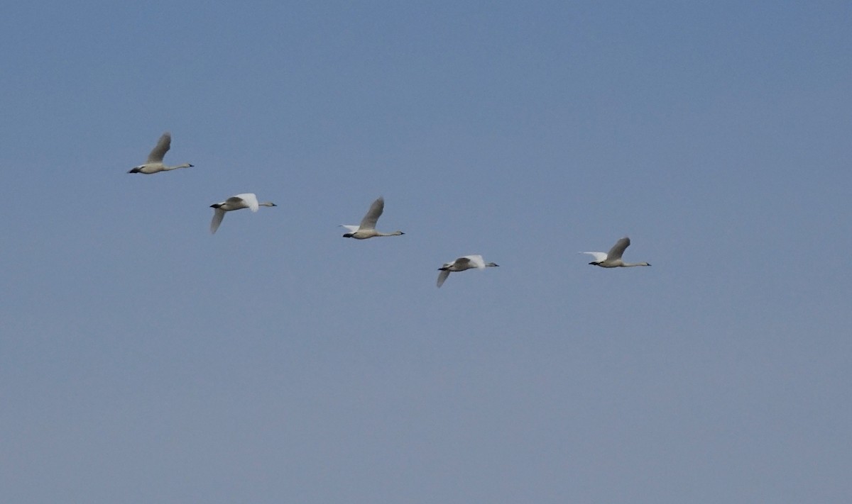 Tundra Swan - Bob D'Antonio