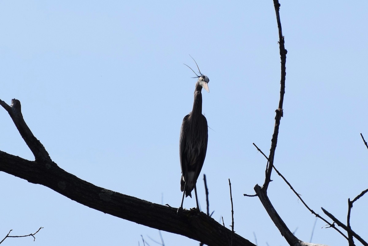 Great Blue Heron - ML54303171